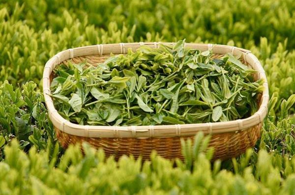 想做評(píng)茶師？那你應(yīng)該來(lái)石家莊聞達(dá)職業(yè)技能培訓(xùn)學(xué)校學(xué)學(xué)了